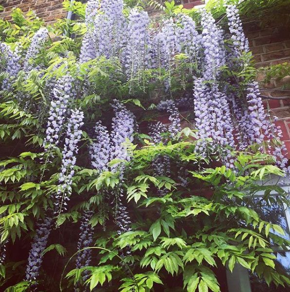 Holly Willoughby home garden wisteria