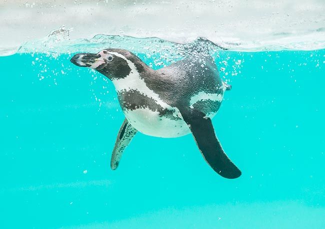 penguin beach zsl london zoo