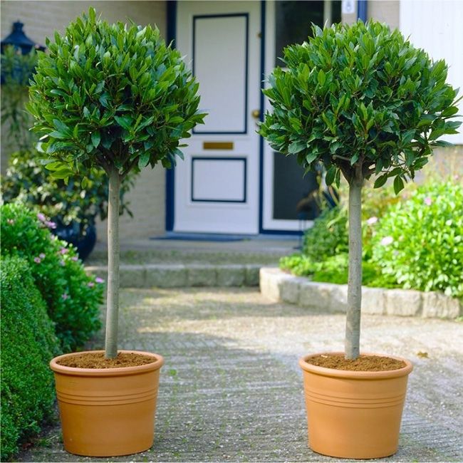 GardenExpress bay trees pair