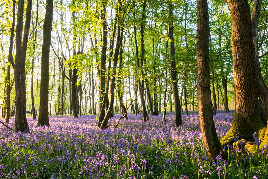 Bluebells in beech woods at dawn