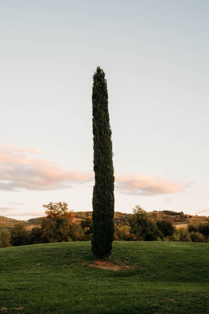 A cypress tree at sunset in Tuscany