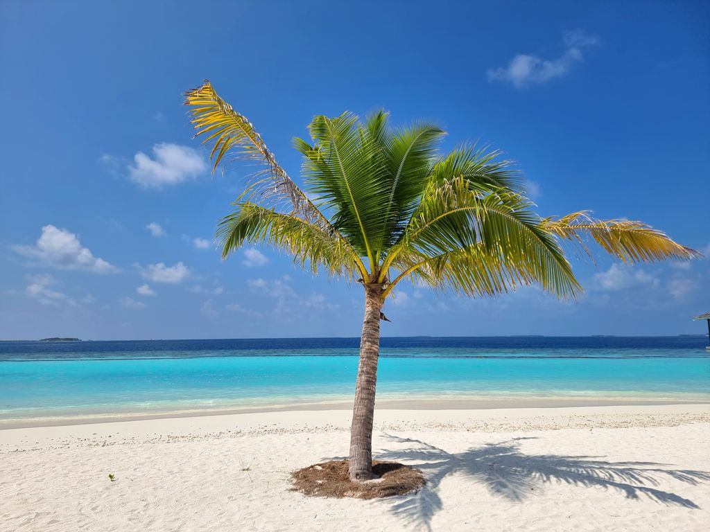 Palm tree against the backdrop of the white sands of the Maldives and the Indian Ocean