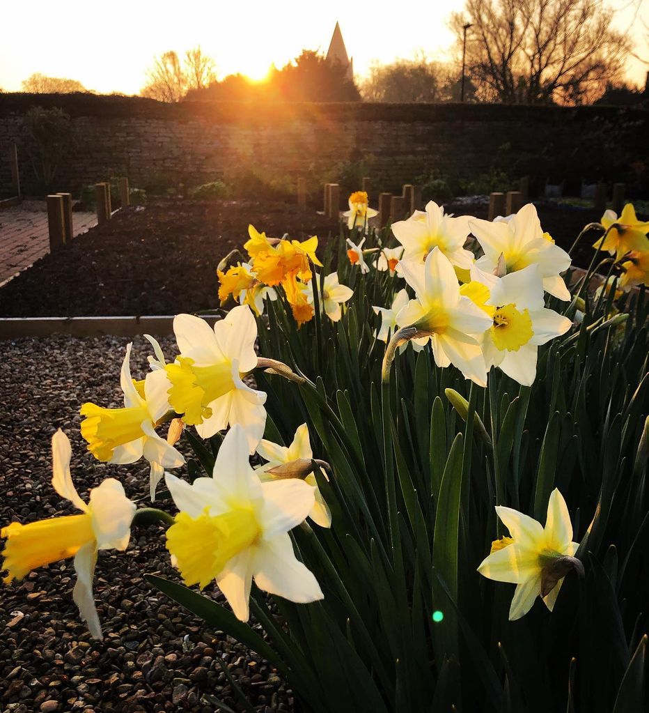 daffodils in garden