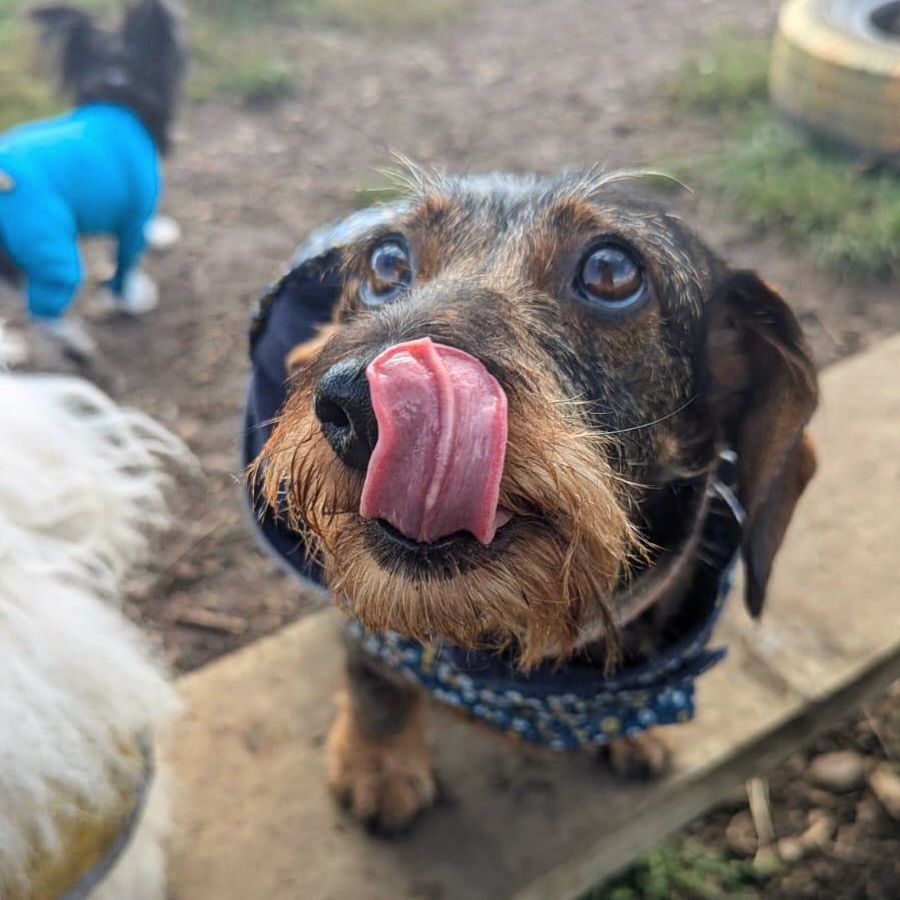 Ruby was pictured looking so adorable at doggy daycare