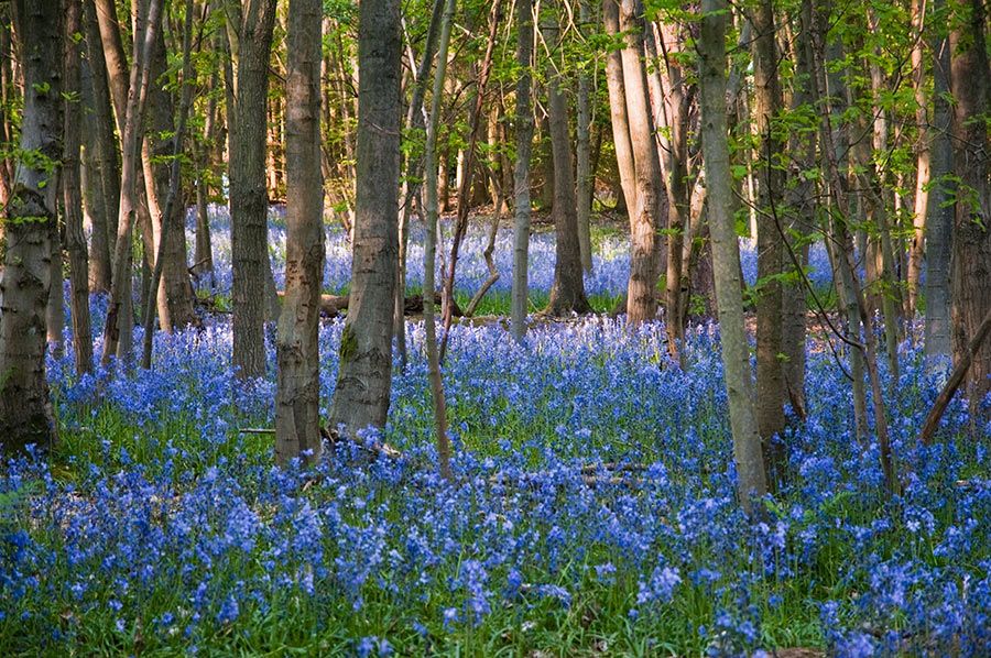 7 Whippendell Woods UK Naboo Forest