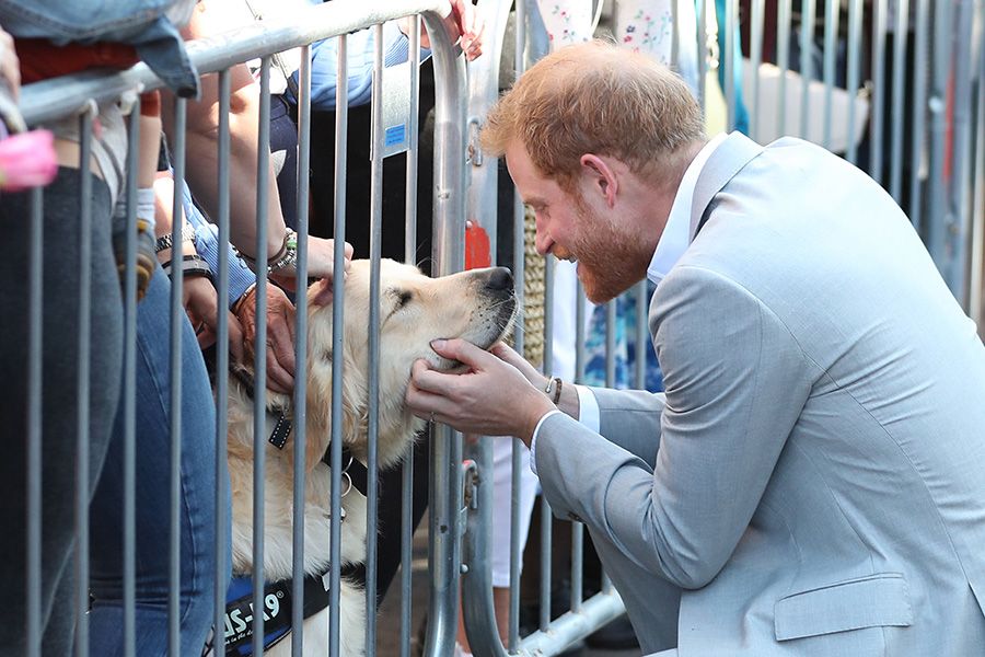 prince harry dog sussex