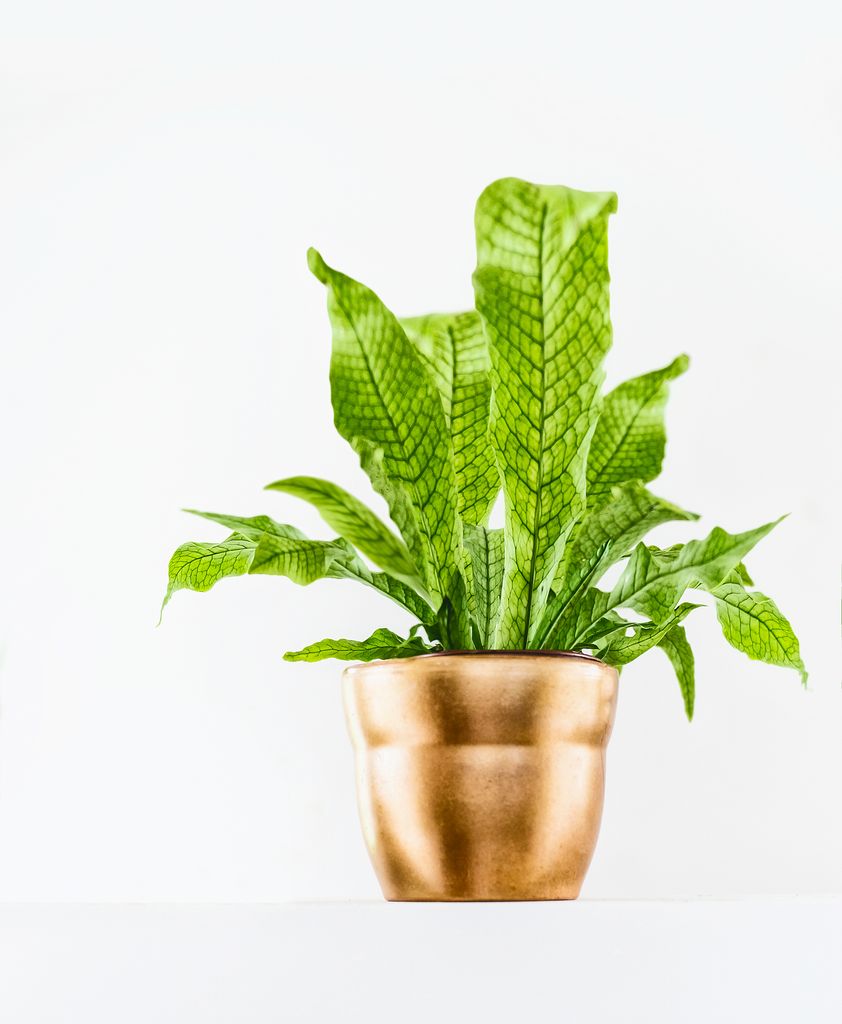 Crocodile fern in pot on white wall background