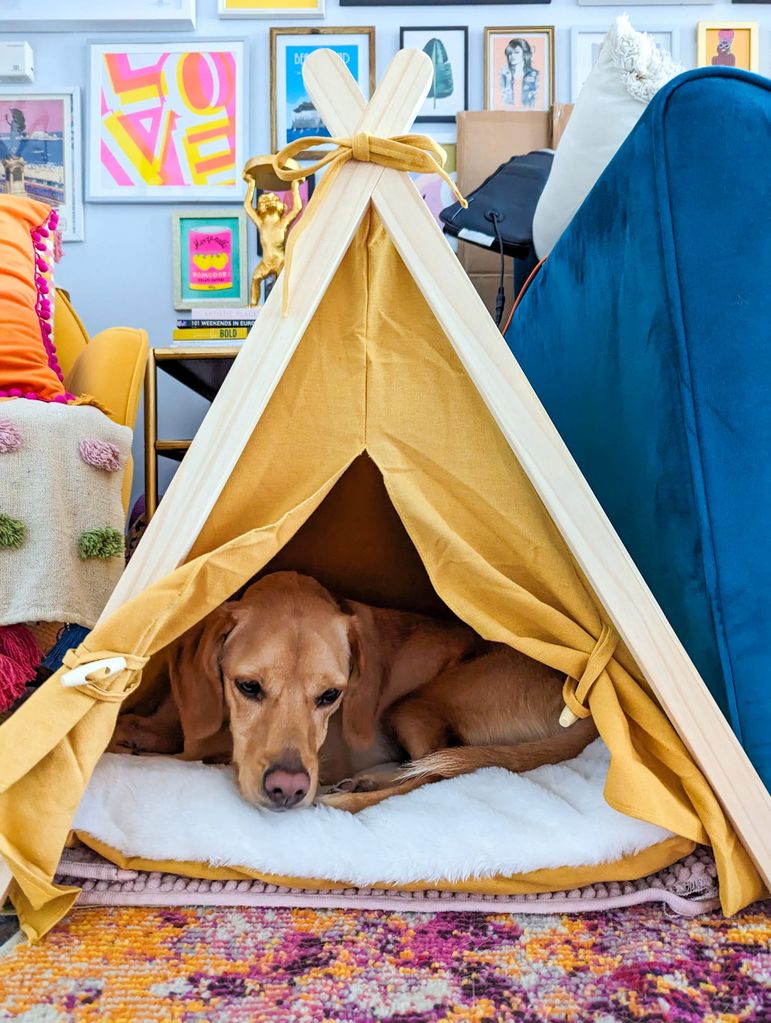 Dog in little tent bed