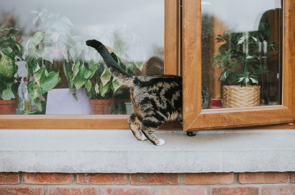 Tabby cat entering through an ajar window