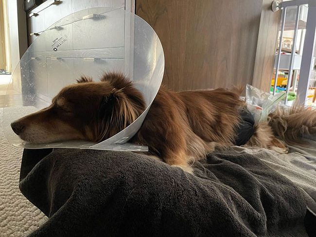 Amanda Seyfrieds dog Finn in a cone after a visit from the vet