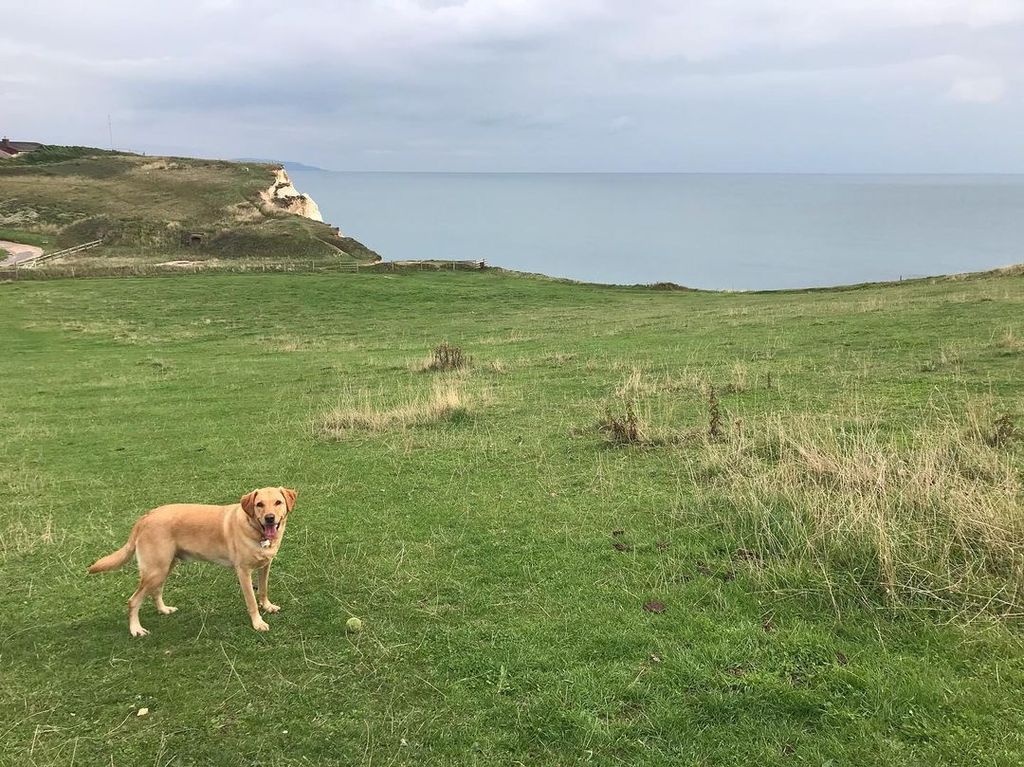Dog on a cliff with a sea view