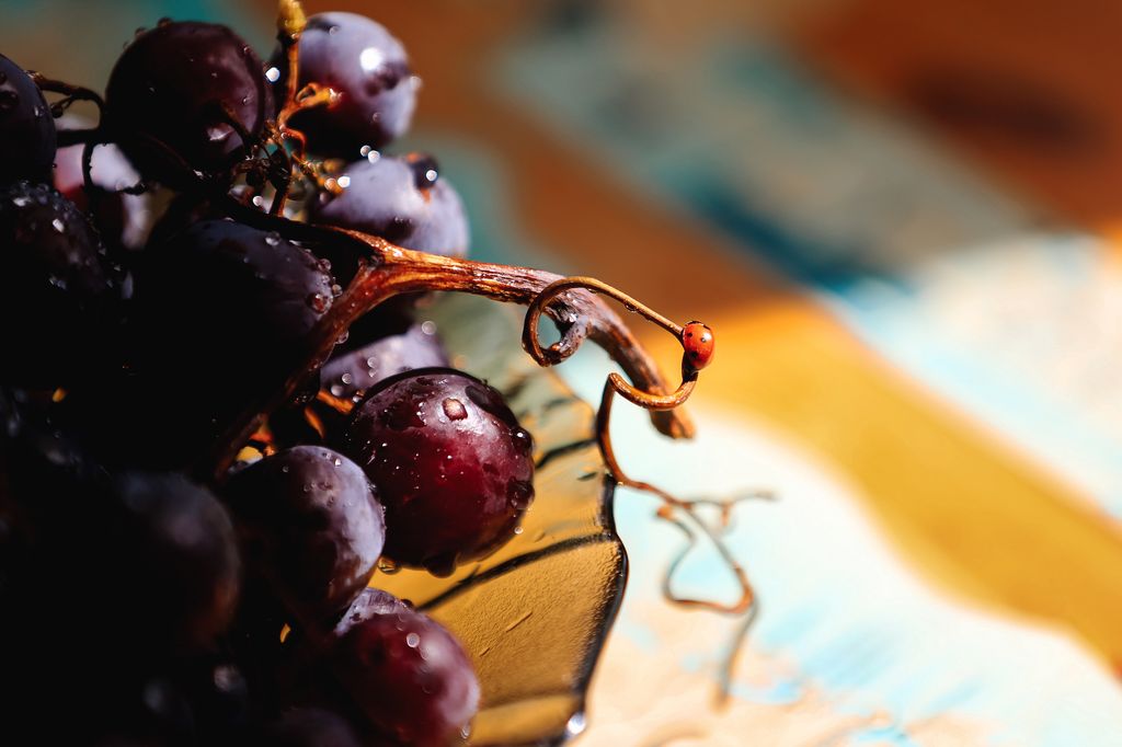 Ladybirds flock to warmer places before their diapause