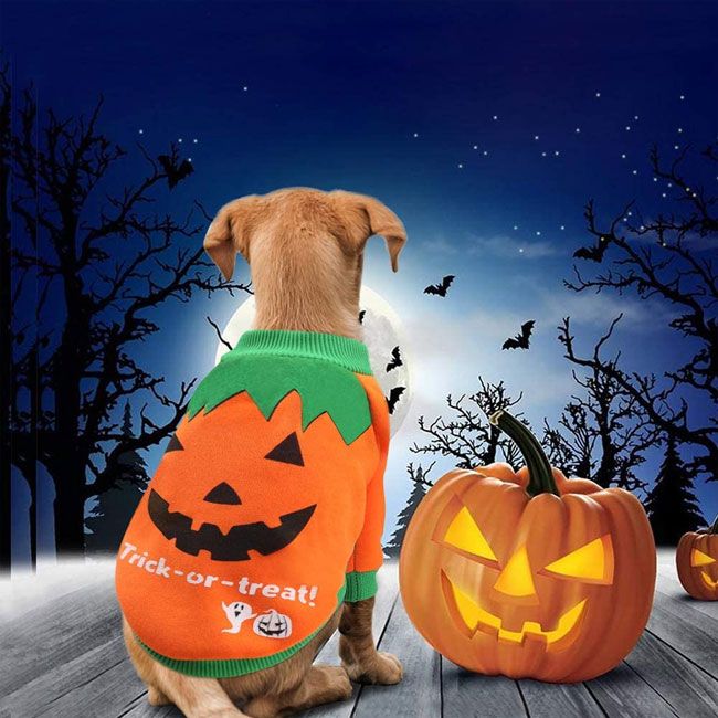 pumpkin dog costume
