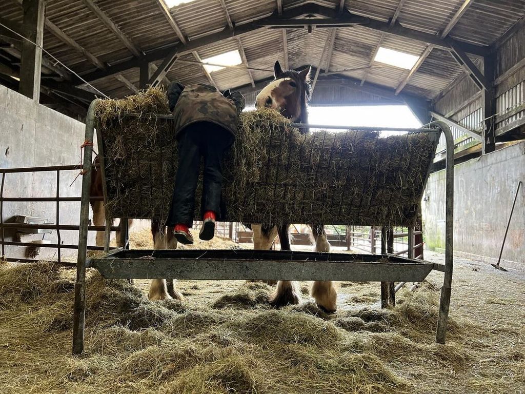 Amanda Owen's daughter Clemmy climbing into a hay trough
