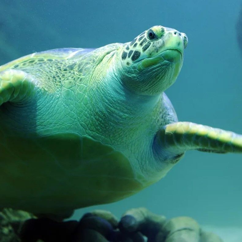 Turtles at the Sea Life Centre