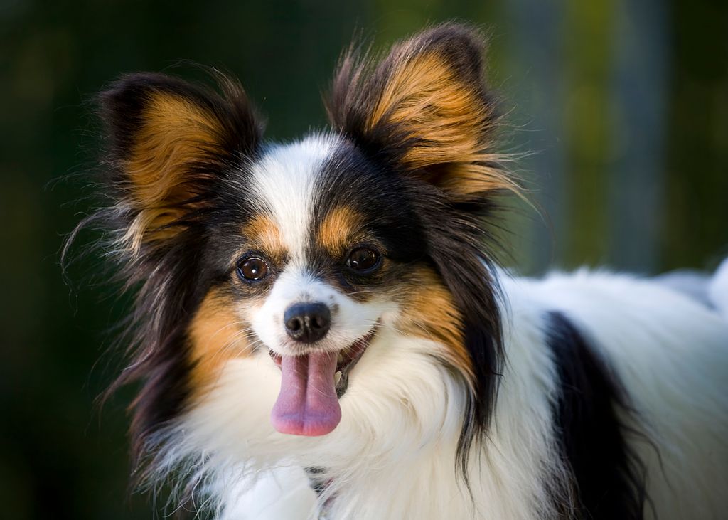 A happy Papillon "Butterfly Ears" dog.
