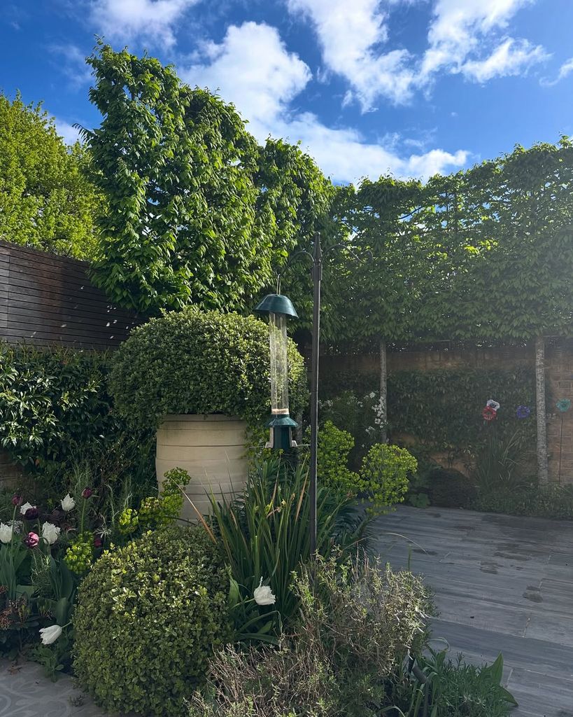 Photo of Nicki Chapman's garden with plant pots, tall hedges and a bird feeder 