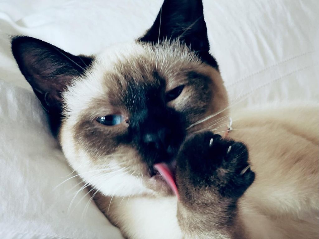 Mariska Hargitay shares photos of her new cat on Instagram, named Karma