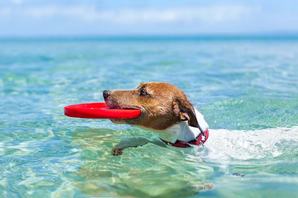 Dog holding a red frisbee swimming in the sea