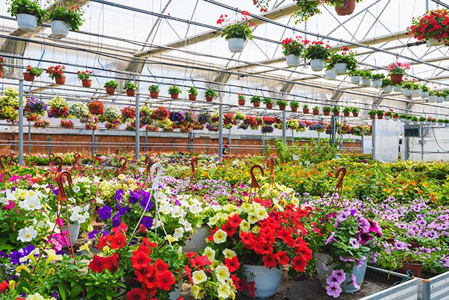 Where to buy plants during lockdown: online garden centres that are ...