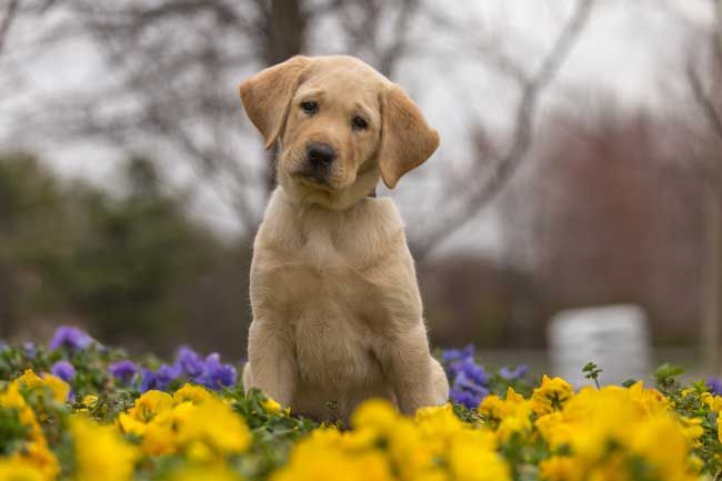 naughty labrador