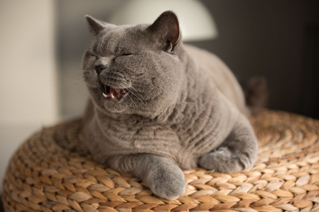 A British Shorthair cat meowing as she lies on s wicker stool revealing her teeth while opening her mouth 