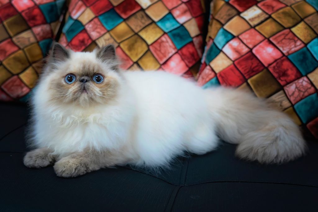 himalayan cat.