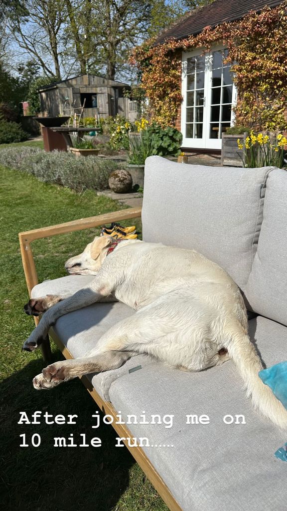 dog lying on outdoor sofa in garden