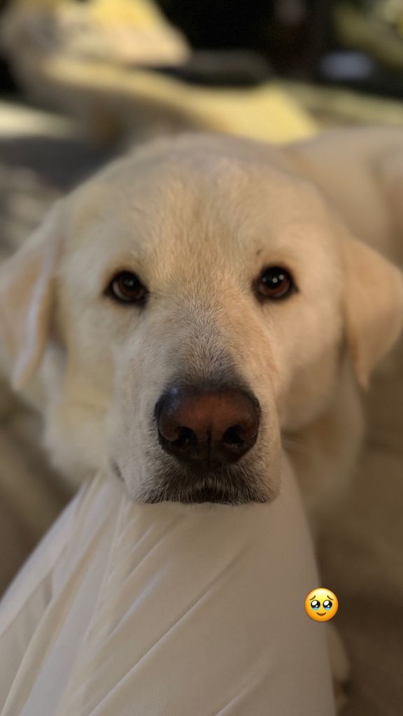 Jennifer Aniston's dog Lord Chesterfield rests on her knee