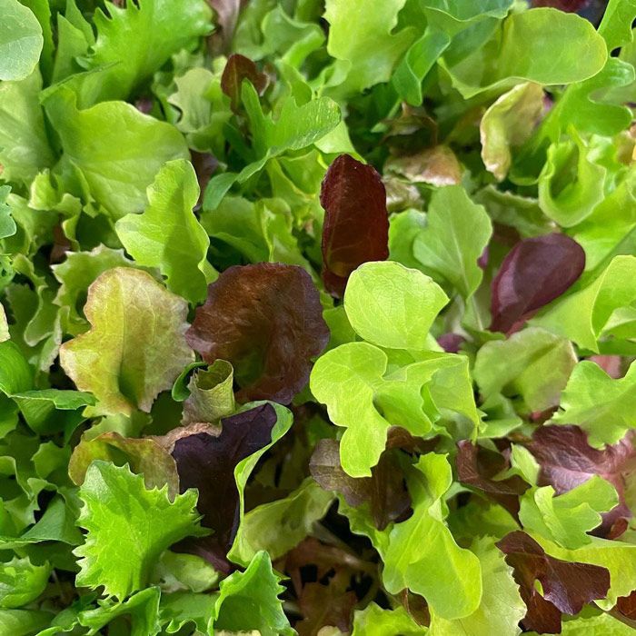 louise minchin lettuce
