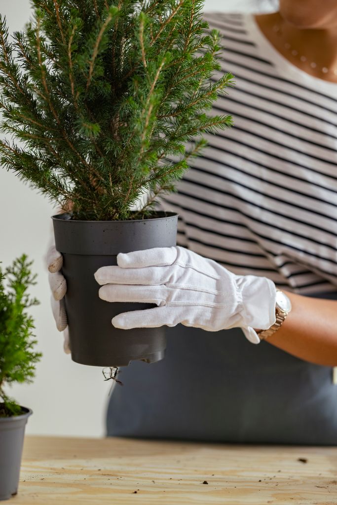 Smaller trees can be kept to grow in pots, while larger trees can be planted in the garden