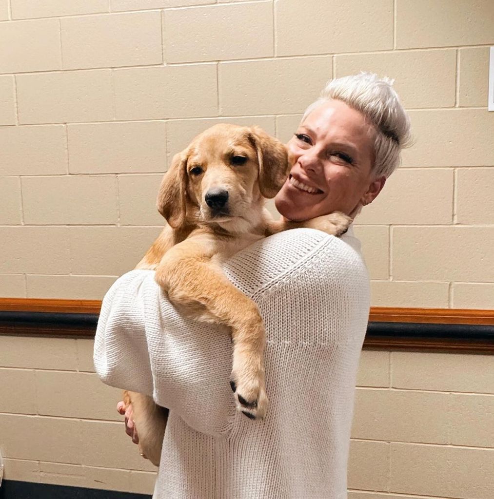 Pink holding her new foster dog Graham Cracker while behind the scenes of her Summer Carnival tour, shared on Instagram