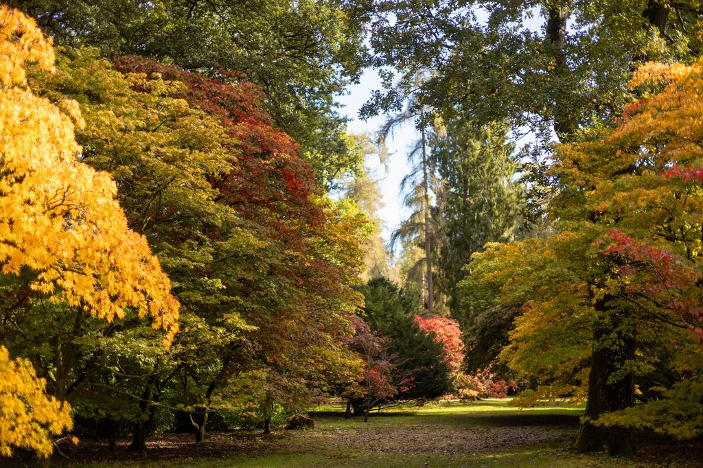 woodland with orange and green leaves