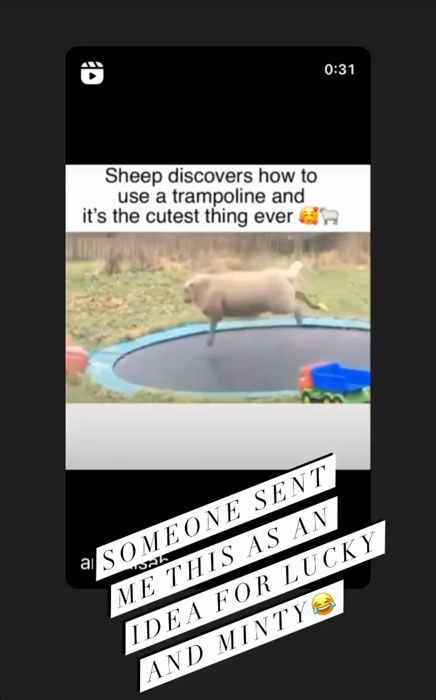 sheep on trampoline