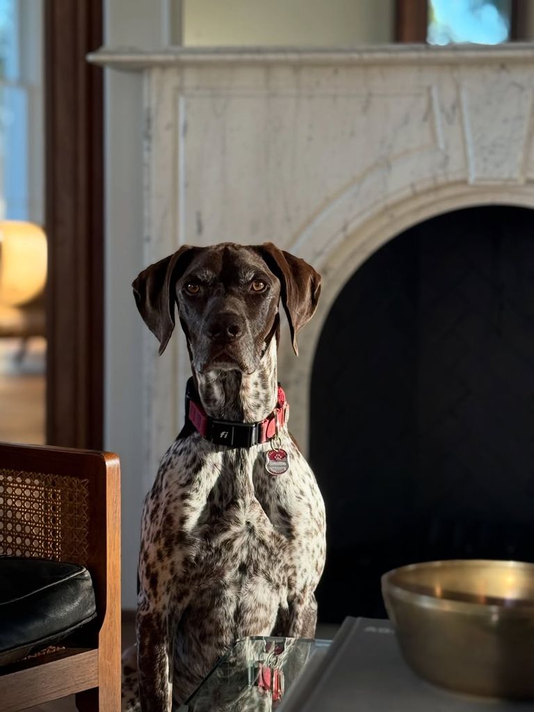 David spent his Thanksgiving with his dog Axel