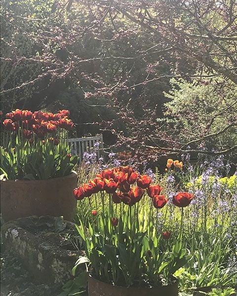 carol klein garden tulips