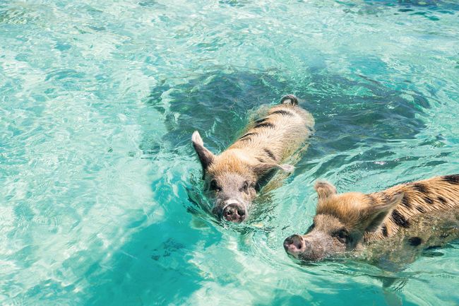 two pigs with brown patches swim in clear water with their snouts raised slightly above the waterline on a sunny day