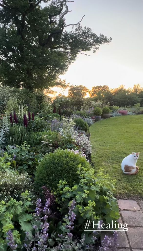 cat sitting in garden filled with flowers