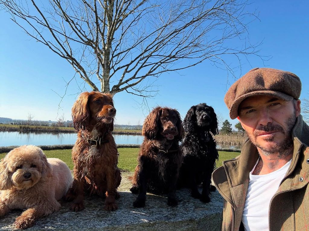david beckham taking selfie with dogs 