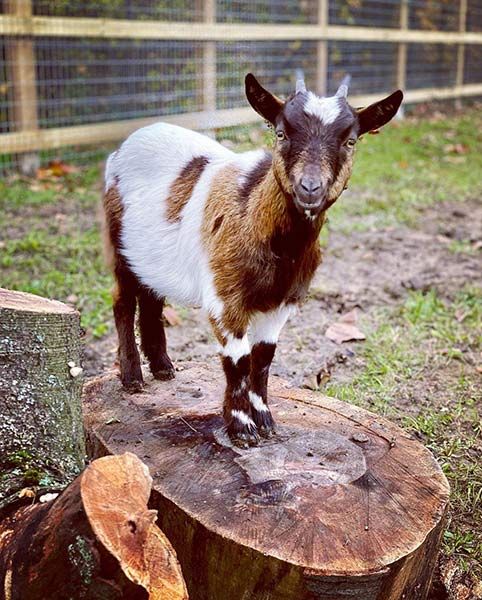 penny lancaster goats 2