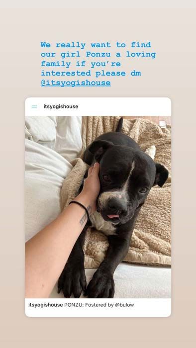brooklyn beckham dog instagram story