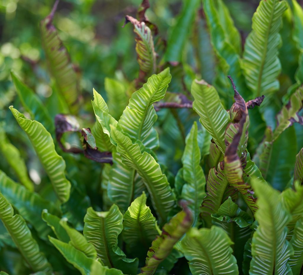 Asplenium scolopendrium, commonly known as the hart's-tongue fern. Garden. Summer.