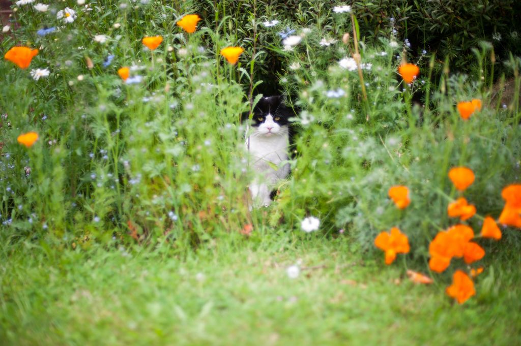 Black and white cat sitting in flowerbed, surrounded by flowers including orange poppies. She is looking straight at the camera