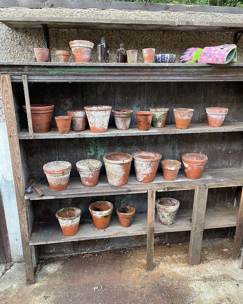 Shirlie Kemp's pots on a shelf inside her greenhouse