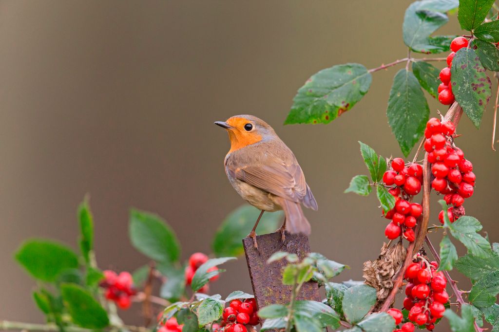 Robins prefer wild berries that offer more nutritional value and are part of their natural diet