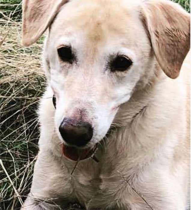 gary lineker family heartbreak dog dies