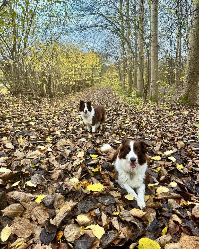 Queen Mary's two collies in forest