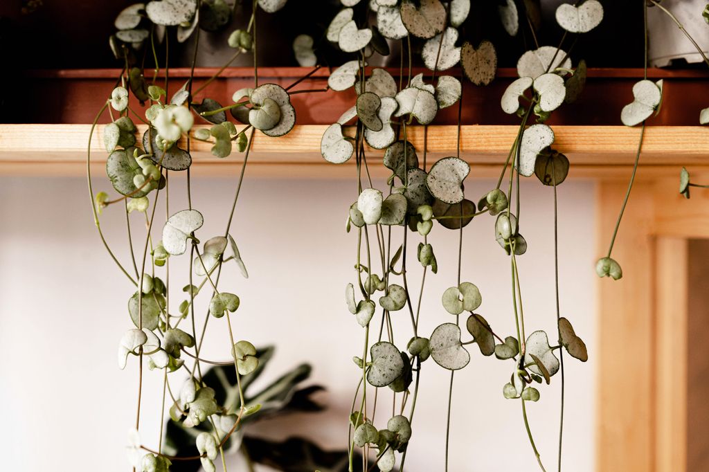 A close-up of a Ceropegia woodii, cascading from a wooden shelf.