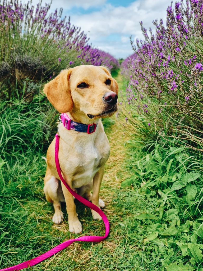 Little dog in a lavender field