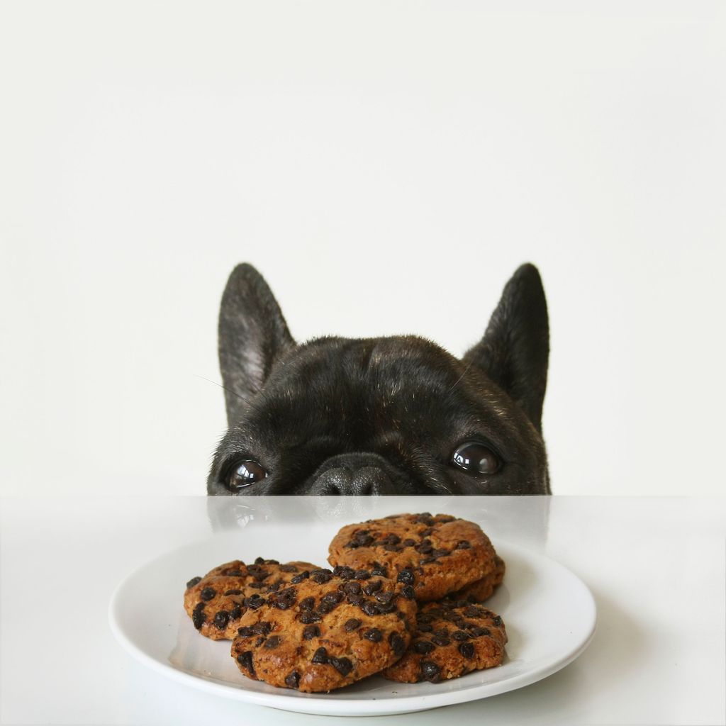 Black brindle French bulldog trying to reach a plate of chocolate biscuits on the table, square format.